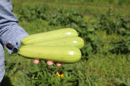 ���������� �����: ��� ���������� � ���������� �� ������ �����������