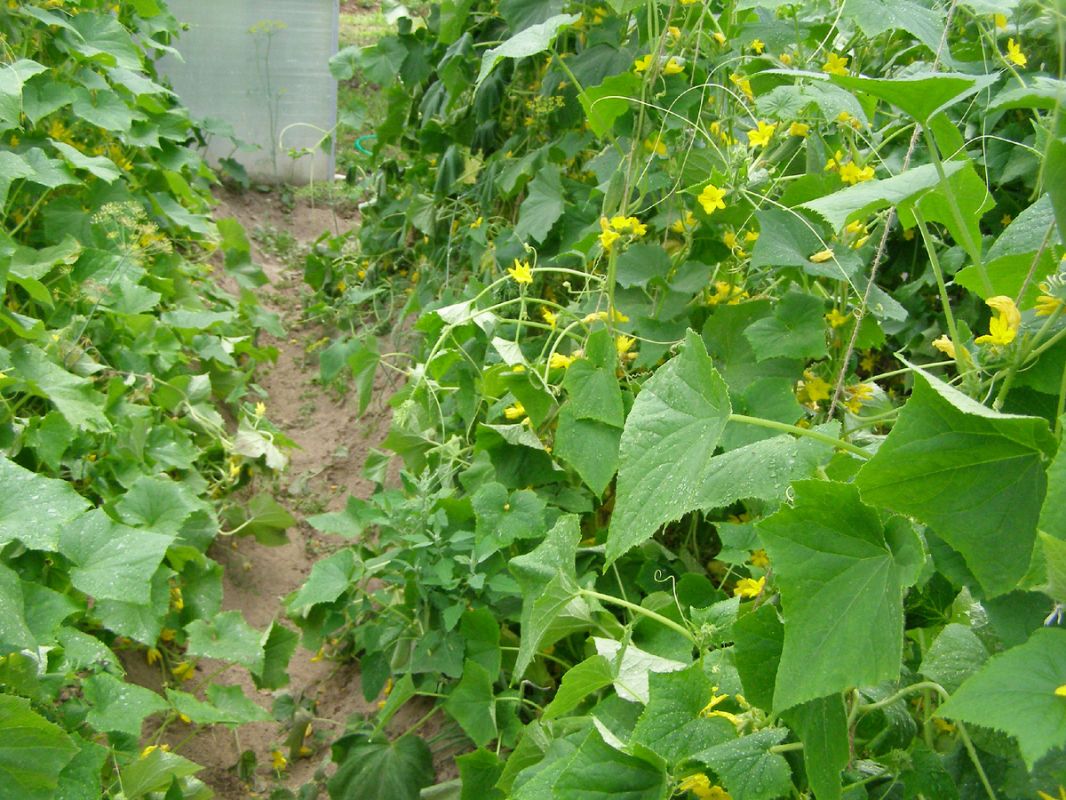 ������ ��� ������: ��� ���������� ����������� ������� ������ �� ����