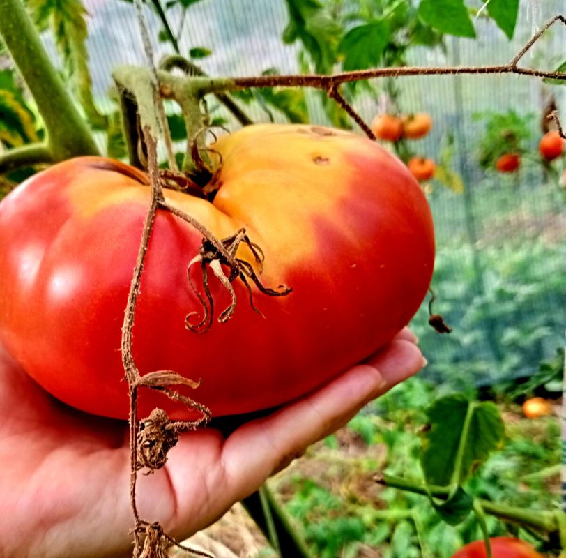 ��������: �������, ���� � �������� � ����� fruit