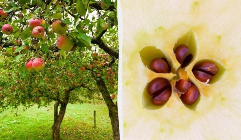 ��� ��������� ������ �� �������: ��� ����� ����� ��������