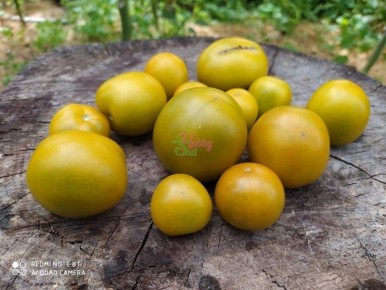 ����� ���� ���� �����: ������ �������� � ��������� ���������� ��� �������