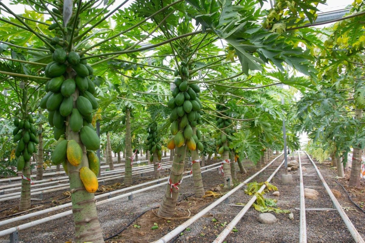 ������� ��� ����������� ������: ��� ���������� ������ � ������