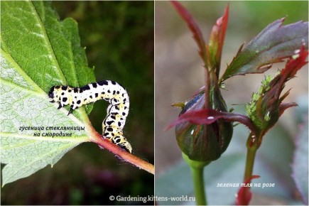 ��� ��������� ���������� �� ���������� � �������� � ���� � �������