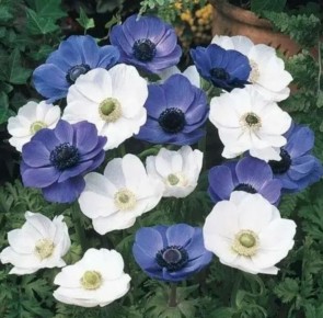 �������� �����������: 10 �����������, ������������� ��� ���