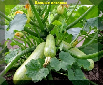 ������� �� �����������: ��� �������� ������ � �������� ��������