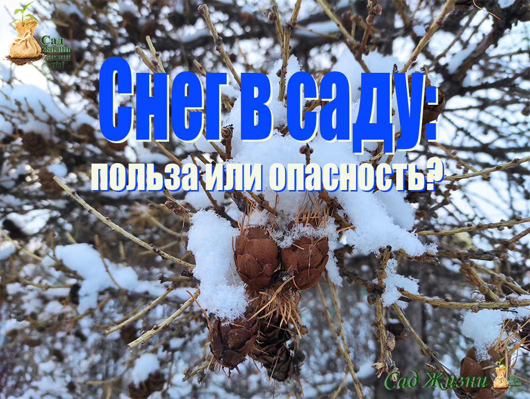 Как снег может стать другом или врагом вашего сада