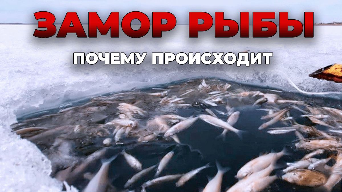 ������ ����� ���� ������: ������� � ���� ������������