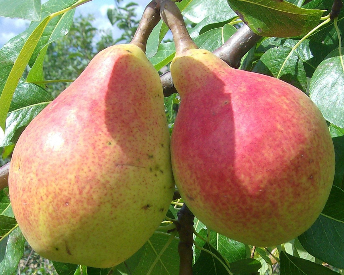 Груша-Гармония: как выбрать идеальный сорт для вашего сада