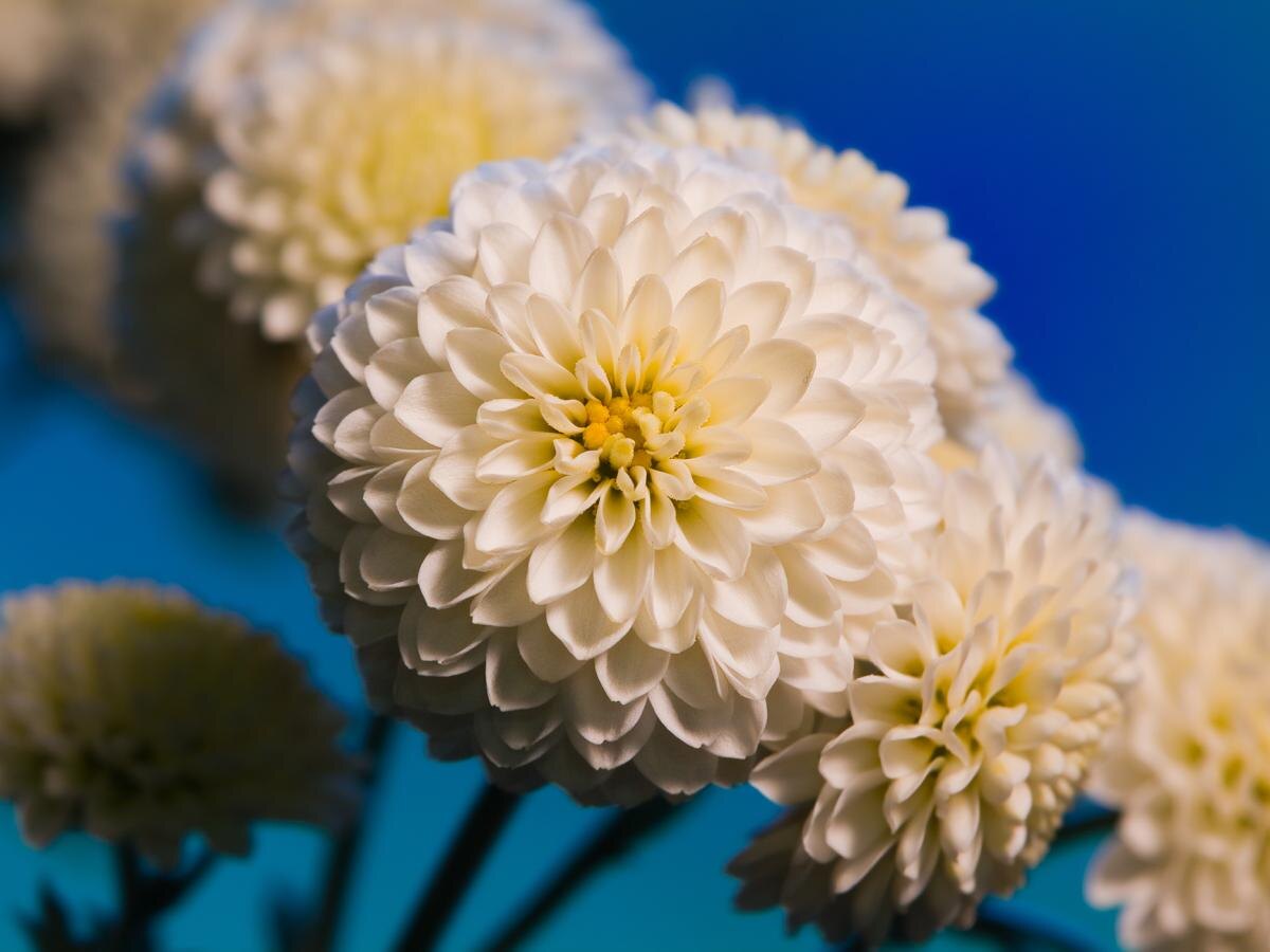 Крупноцветковые хризантемы: 10 сортов, способных преобразить ваш сад