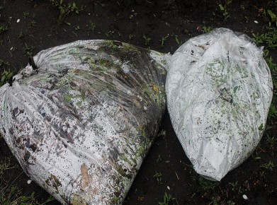 Волшебный настой из трав: как создать природное удобрение всего за несколько дней