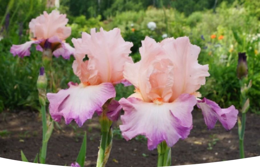 Когда и как успешно пересаживать ирисы: советы для цветоводов