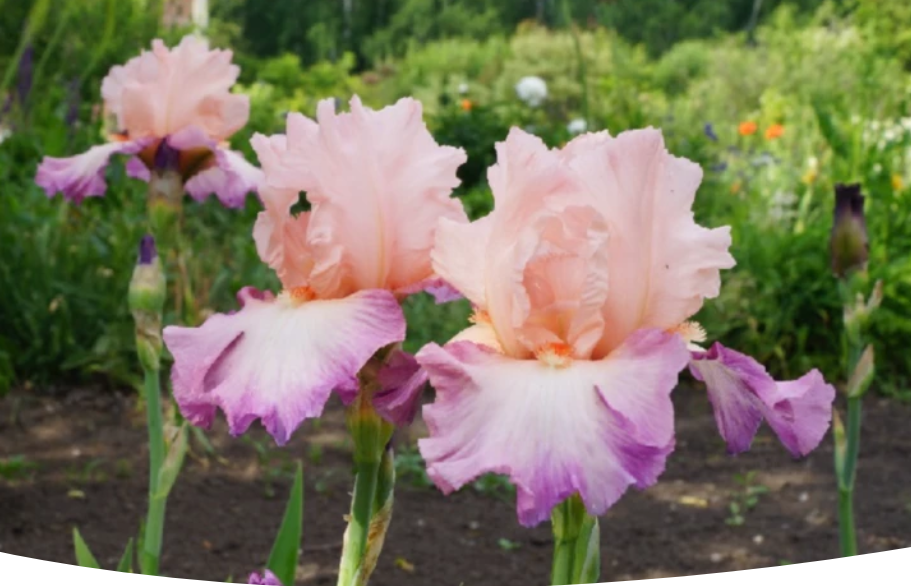 Когда и как успешно пересаживать ирисы: советы для цветоводов