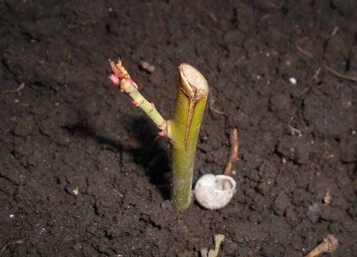 Как обеспечить вашим розам идеальные условия после покупки: полезные советы