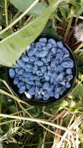 Почему уход за жимолостью в июле и августе важен для следующего урожая?