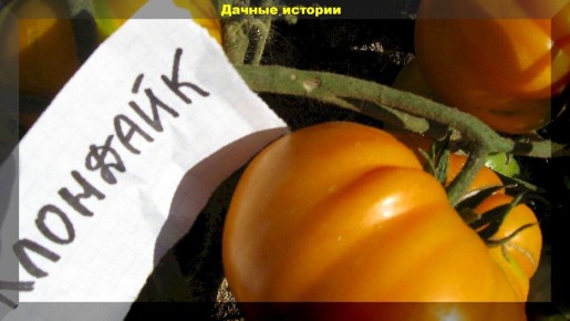 Томат 'Клондайк': как получить щедрый урожай с легкостью и удовольствием