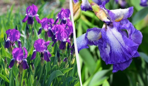 ��� �������� ����� �� �������� ���������: ������� ������