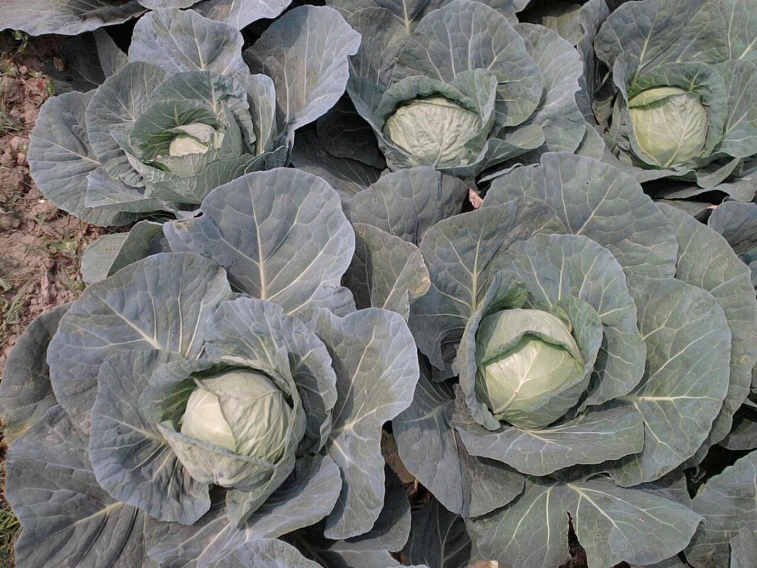 Качество капусты: секреты успешного выращивания