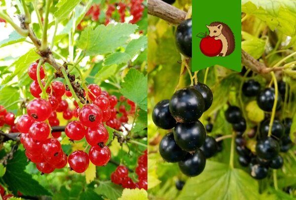 Обрезка смородины: разный подход к красной и черной культуре