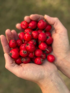 Секреты сушки и приготовления боярышника, о которых стоит знать