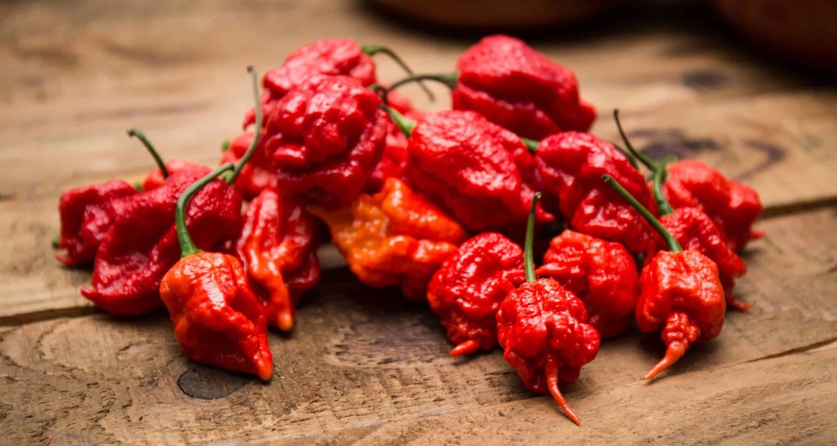 Pepper X: ������ ��� ��������� ��������� �������