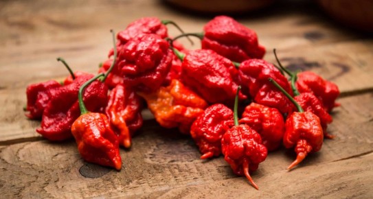 Pepper X: Урожай для Настоящих Ценителей Остроты