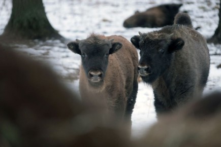 ��������-��������� ���������� ��������� � ����������� ��������