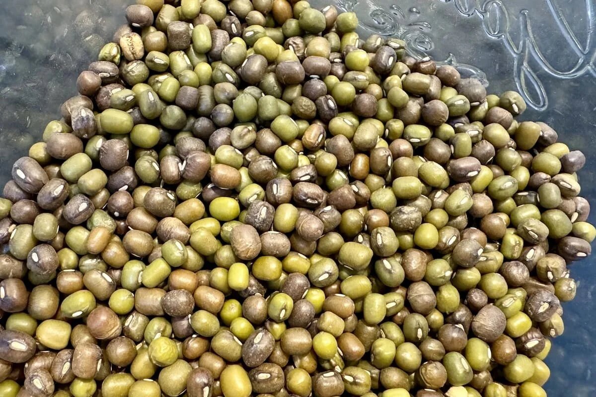 Как питание помогает справиться с псориазом: замена белков может изменить всё