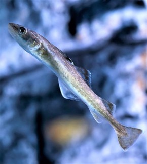 Уникальная навага: зимняя рыба Приморского океанариума