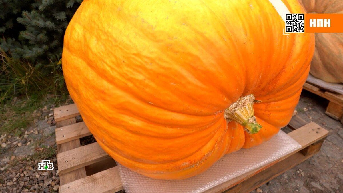 Тыква: почему этот осенний суперфуд стал настоящим гастрономическим хитом