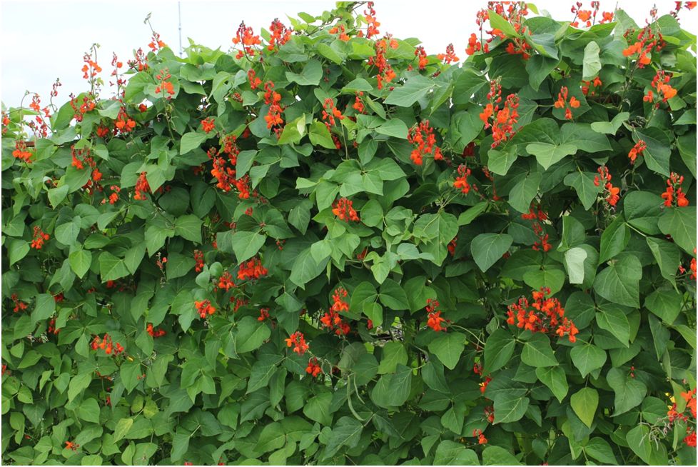 Декоративная фасоль: как она преобразила мой участок