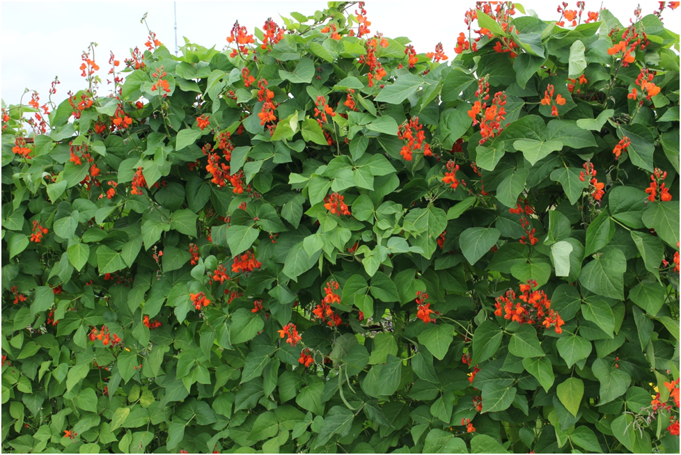 Декоративная фасоль: как она преобразила мой участок