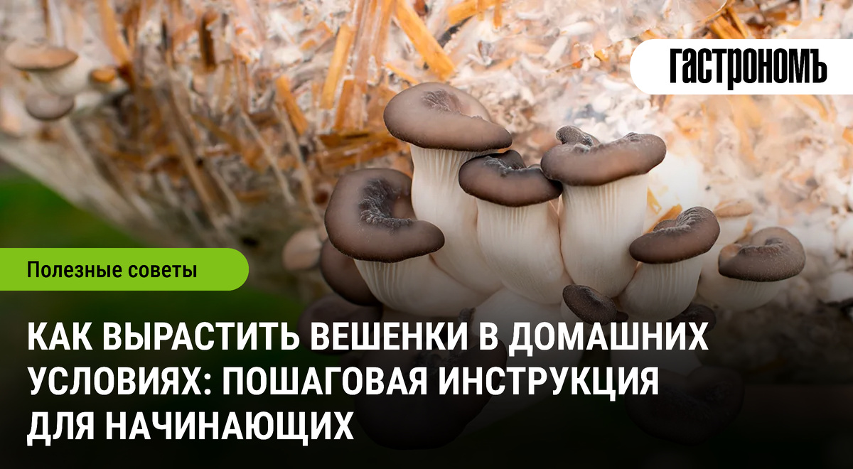 Как вырастить вешенки дома: легкий путь к грибной ферме