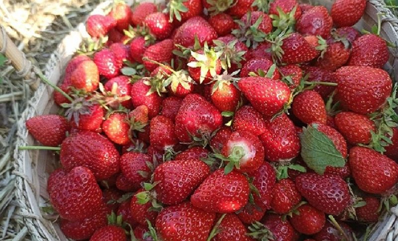 Клубника на зиму: сохраняем летний вкус без варки