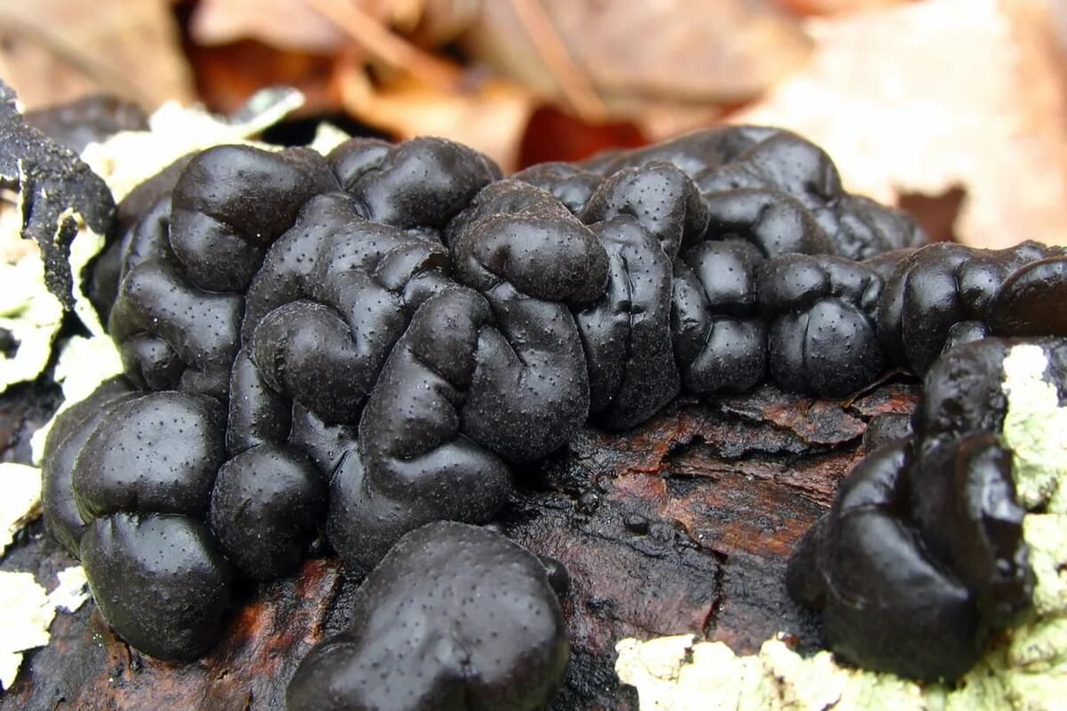 �������� �����, ������� ������ ���� ������� ���������