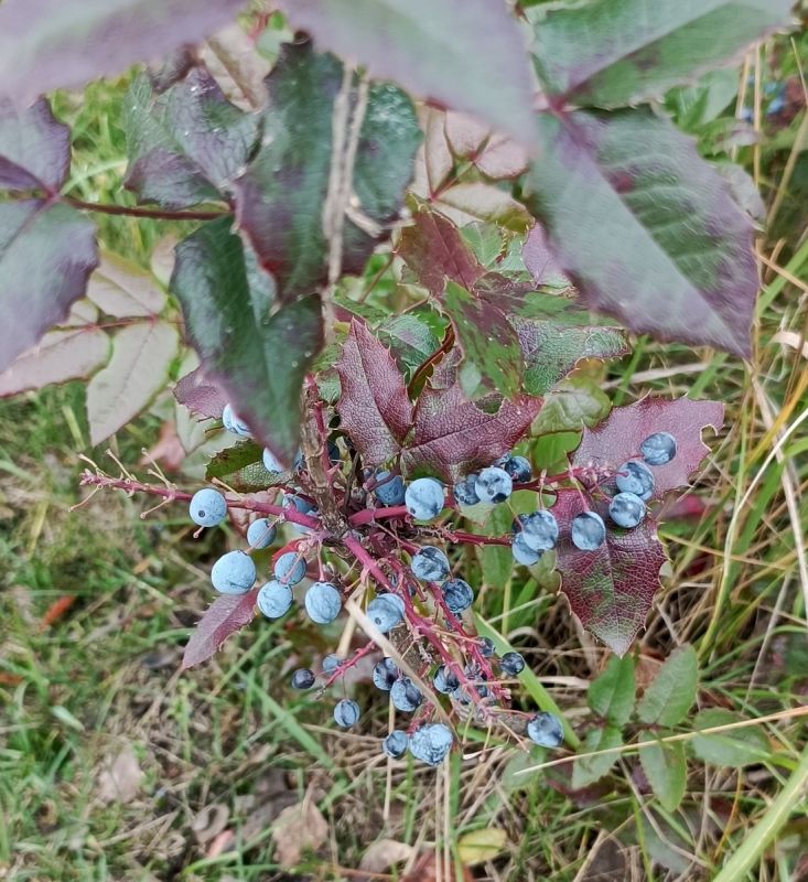 Обновления из рынка: новые кулинарные идеи