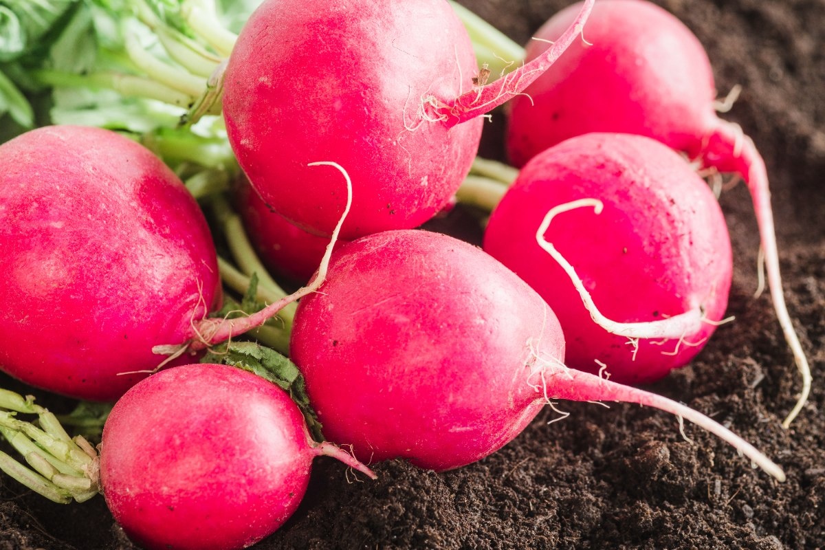 Секреты успешной посадки редиса: когда и как добиться отличного урожая