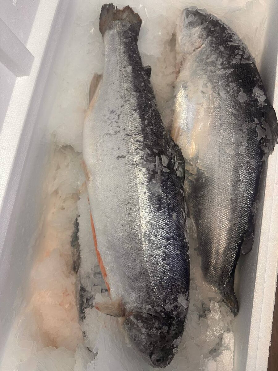 Чудо из Баренцева моря к 8 марта