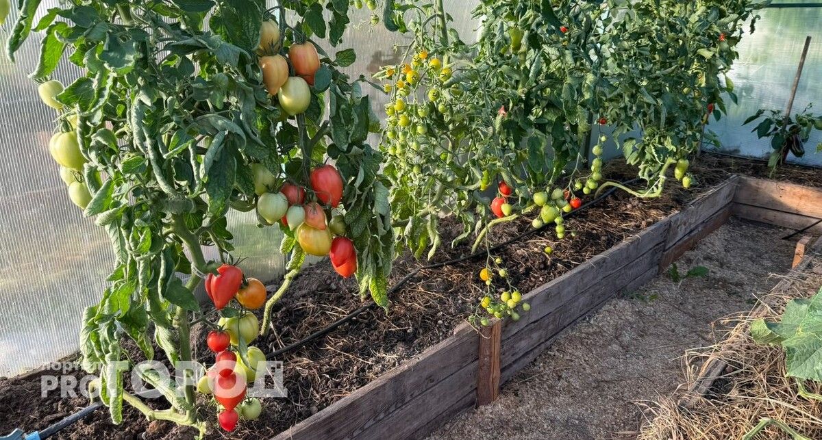 ����������� ������ ������� ��� �����