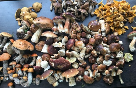 Сочные грибные тайны: как приготовить идеальные маринованные угощения