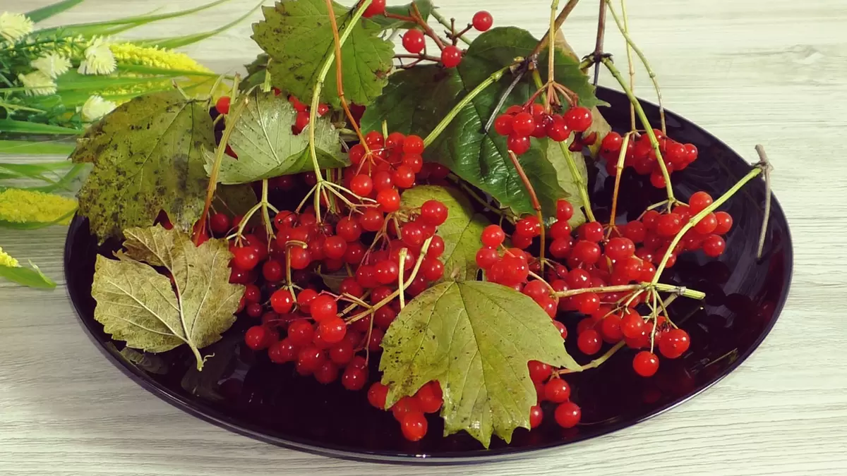 Вкусные секреты заготовки калины на зиму без варки