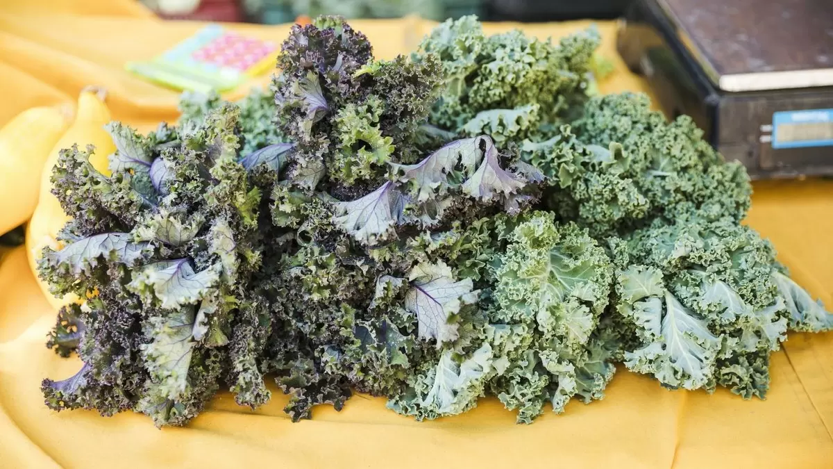 Как правильно улучшить усвоение питательных веществ капусты кале