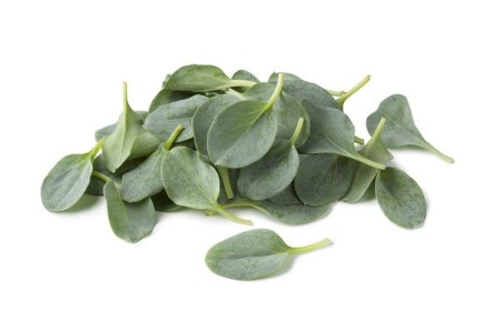 Устричный лист: с чем его едят и почему он завоевал сердца шефов Michelin