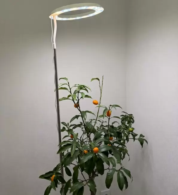 Чудо цитрусов: как вырастить кумкват в домашних условиях