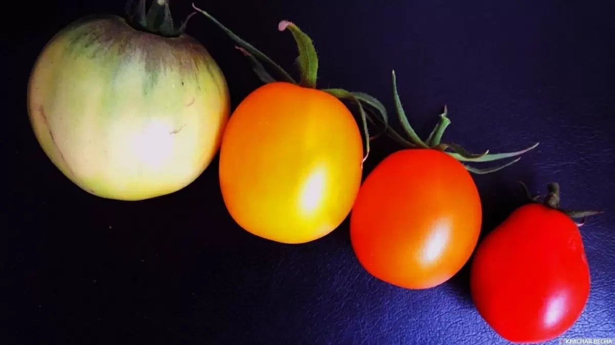 Чудеса селекции: томат с ароматом попкорна впервые на рынке