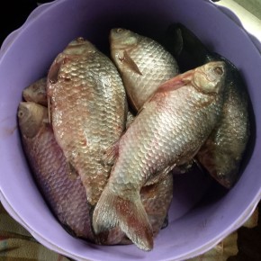 Цимлянские карасики: домашние вкусности из Подмосковья