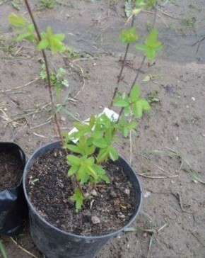 ��� ��������� ������� ���������: ������� ��������� ������