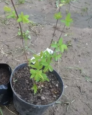 Как вырастить сладкую жимолость: секреты успешного урожая