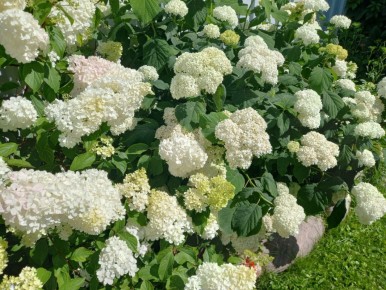 ������� ��������� ����������� ���������: ��������� �� ��������