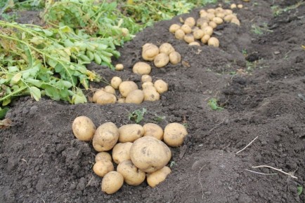 ��� ��������� ���������: ���������� ������ � ������